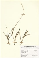 藏品(綬草)的圖片